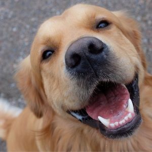 Meet your Posher, Cal